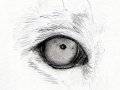 Eye_of_the_Lion_by_AgroCulture.jpg